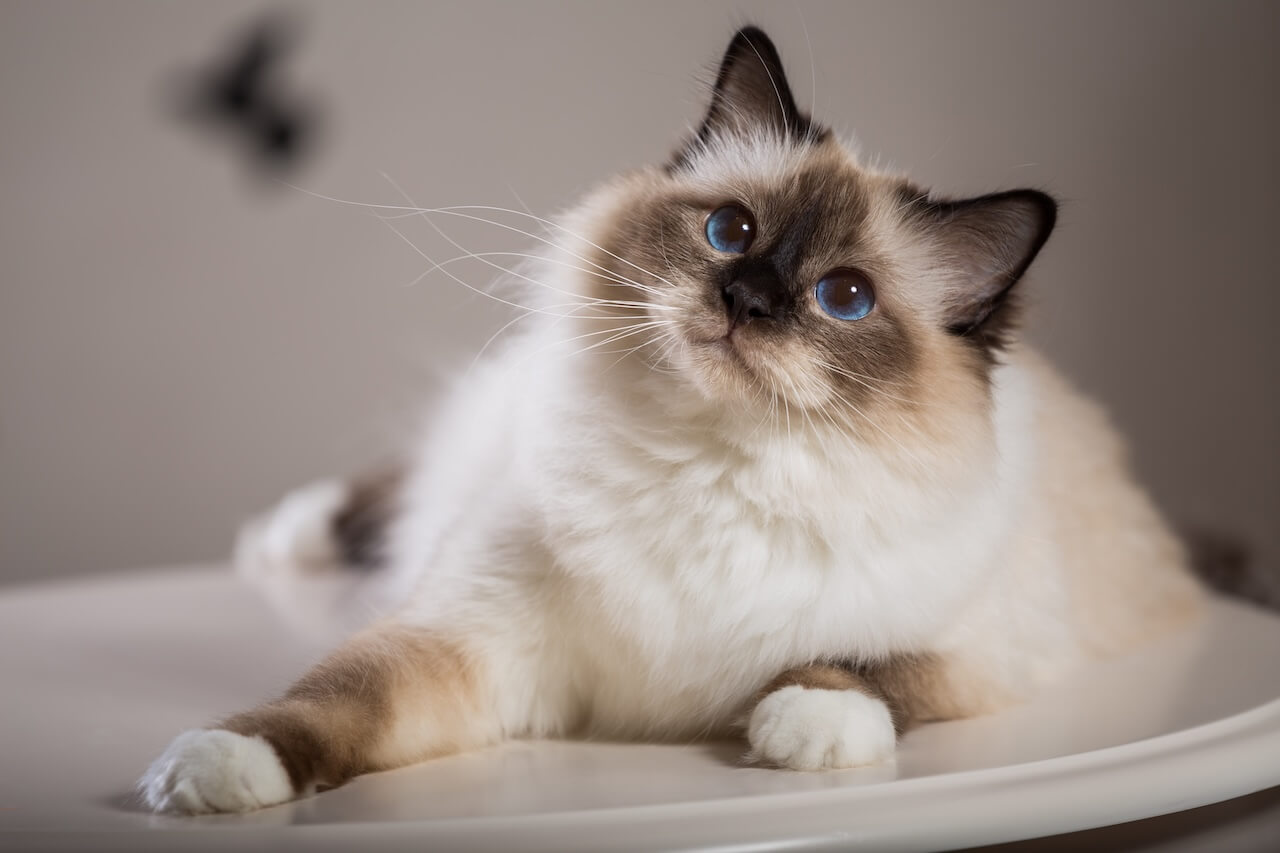 fur life vets shepparton au 4