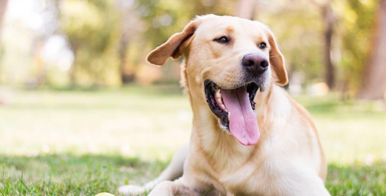 fur life vets shepparton au 5