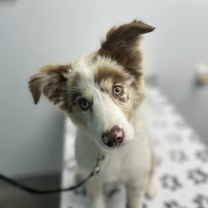 Small Animal Services