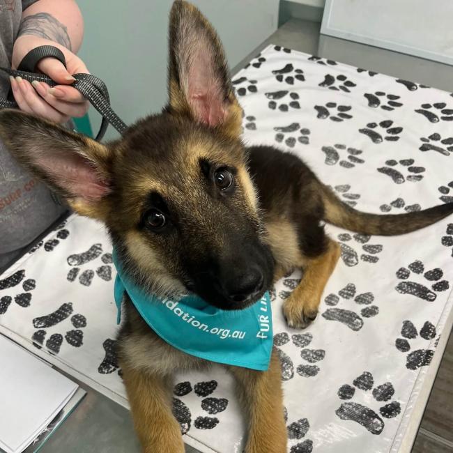 fur-life-vets-shepparton-au